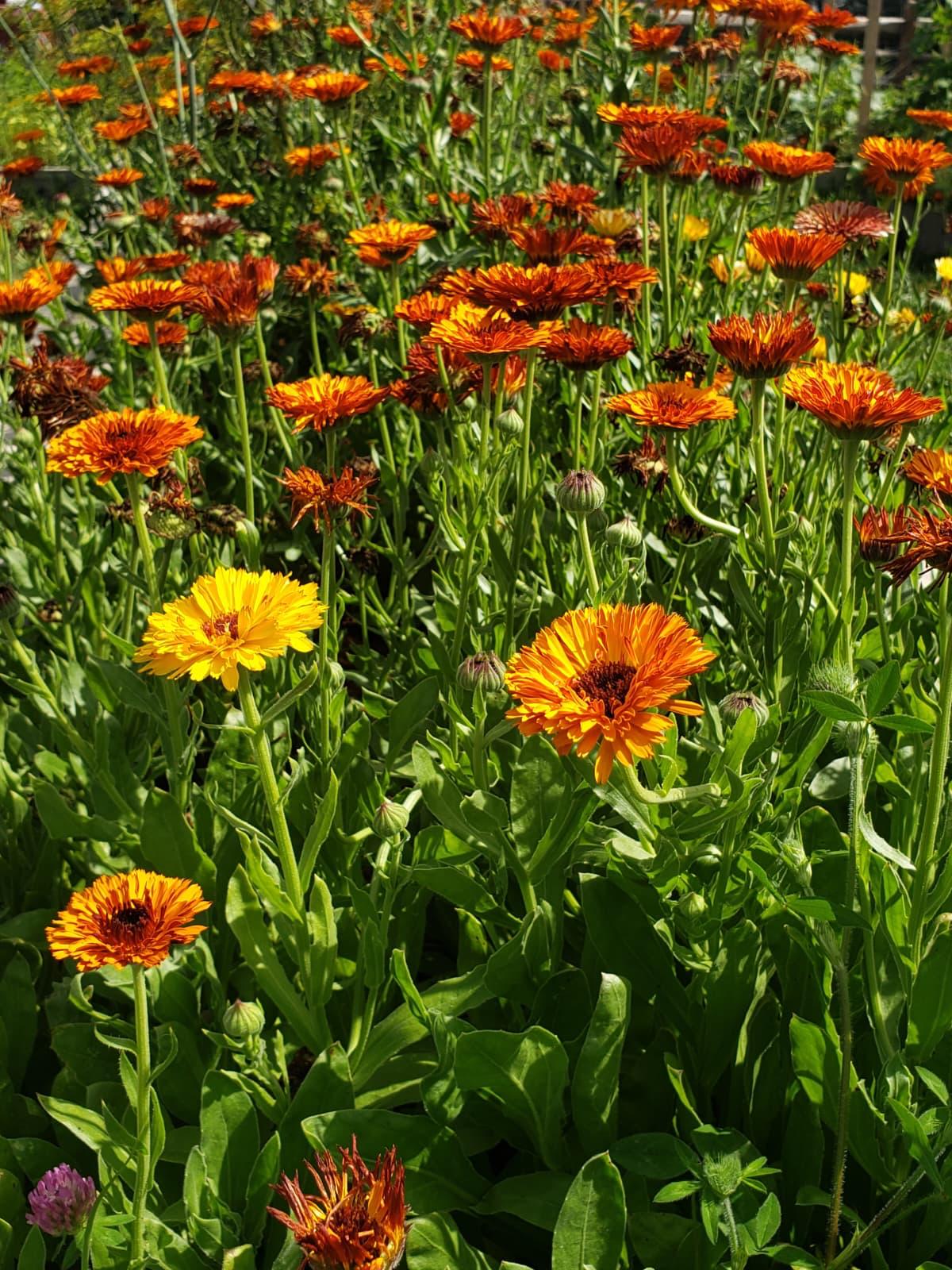 A dense bed of bright orange and yellow calendula flowers in full sun