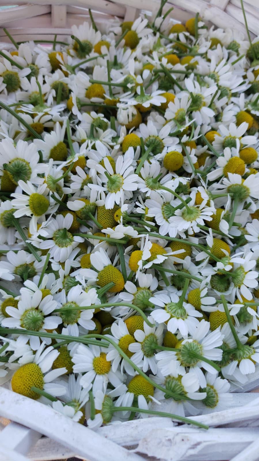 A basket overflowing with freshly harvested white chamomile flowers