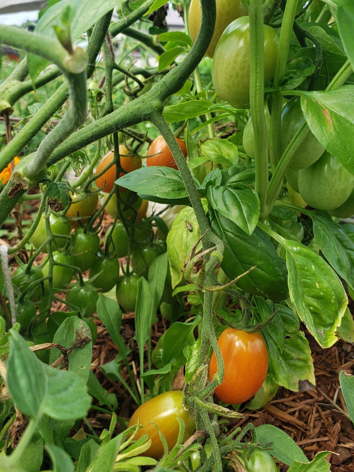 Cherry tomatoes ripening on the vine, mixed with fresh basil leaves