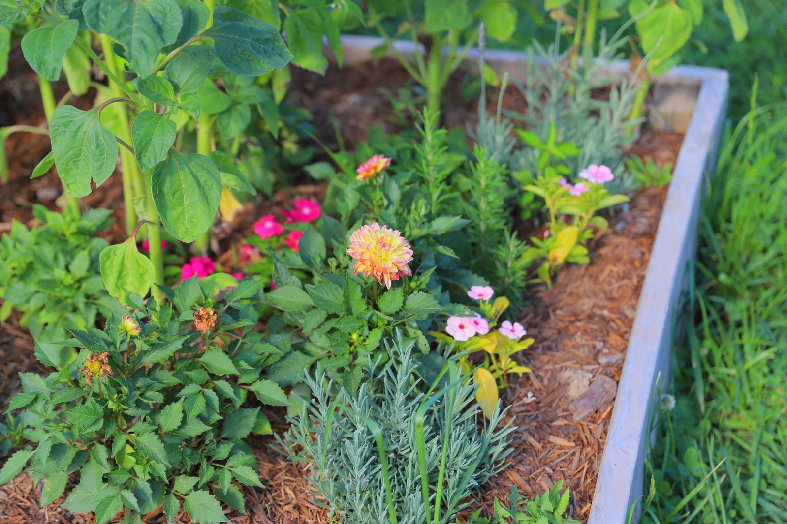 A backyard raised bed with dahlias, lavender, rosemary and phlox in golden light