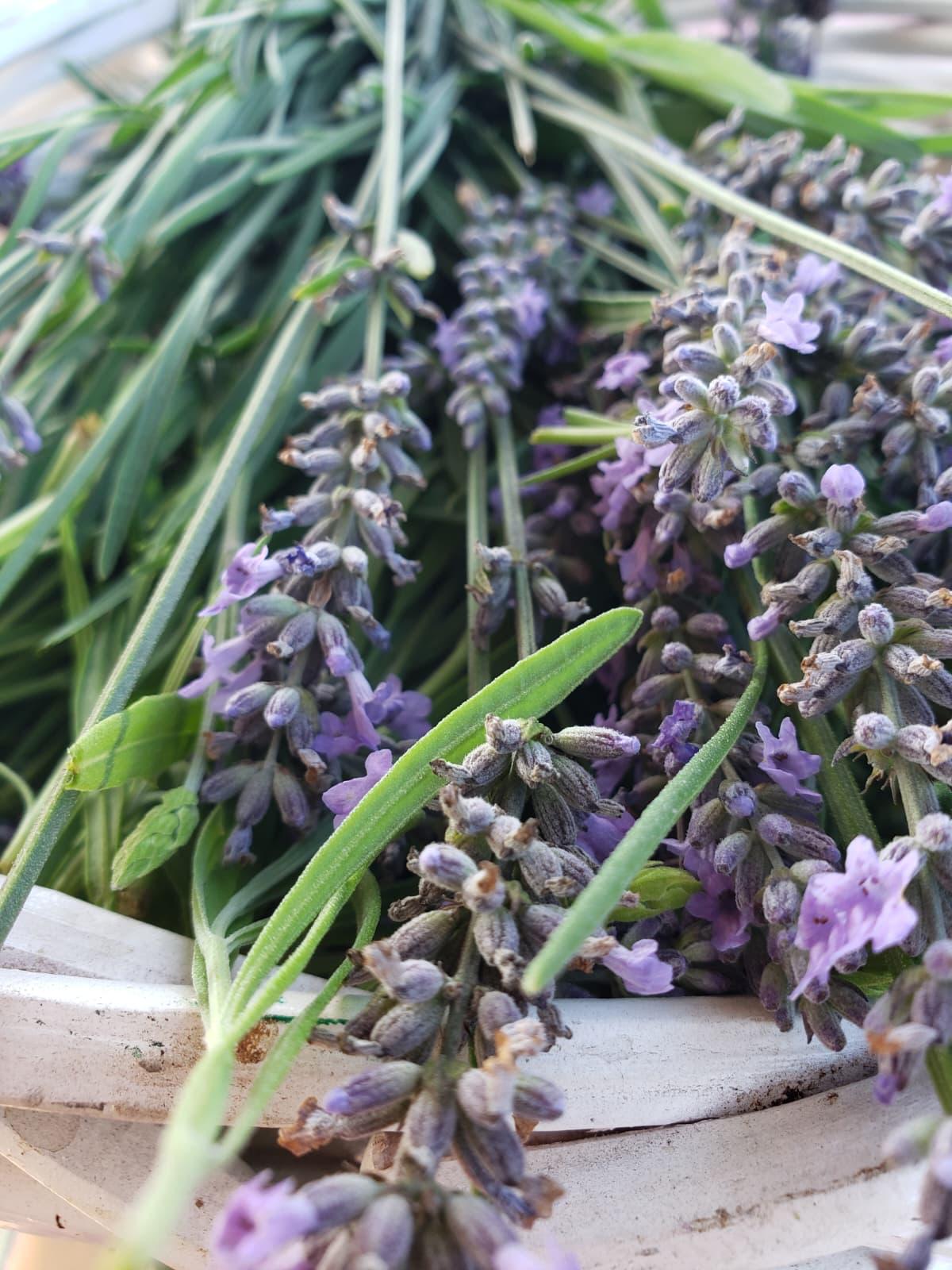 Close-up of purple lavender stems freshly cut into a white basket