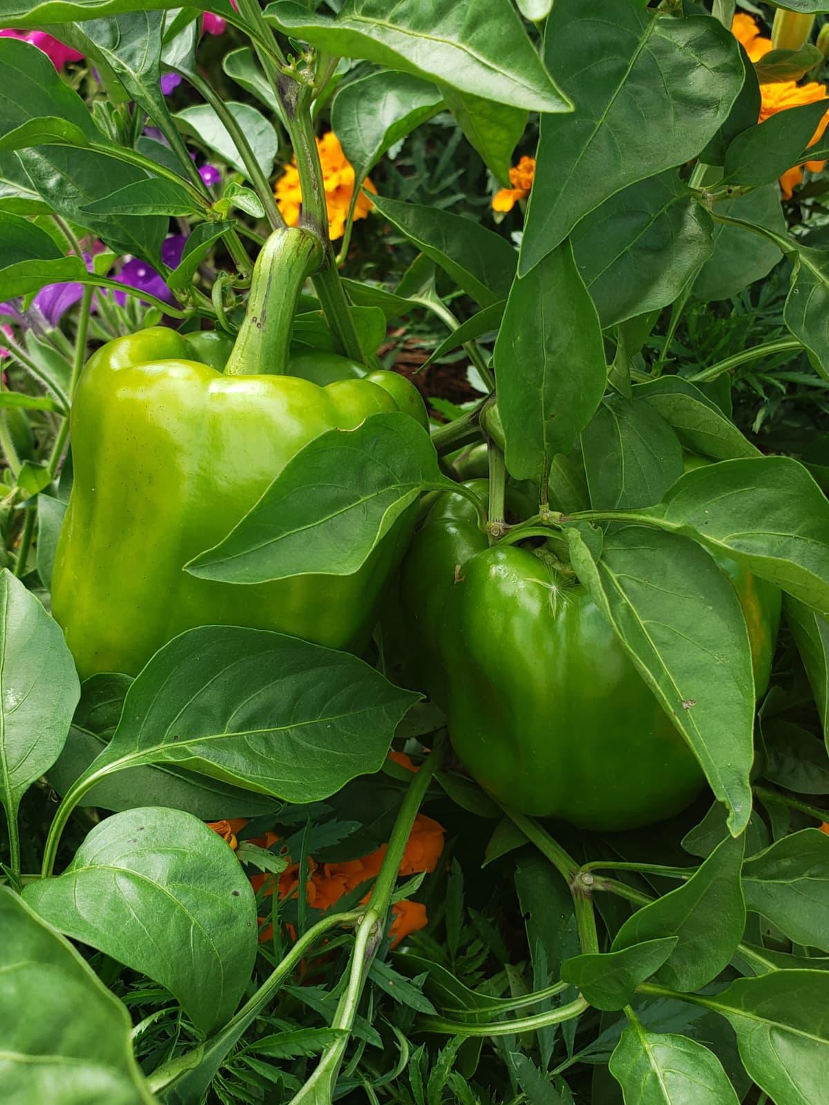 Two large green bell peppers ripening alongside orange marigolds and purple petunias