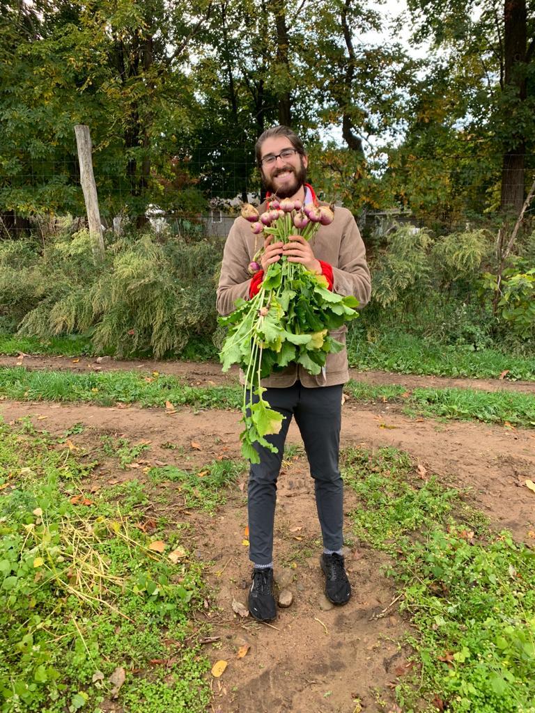 A grower holding a large bunch of freshly pulled purple radishes with greens still attached