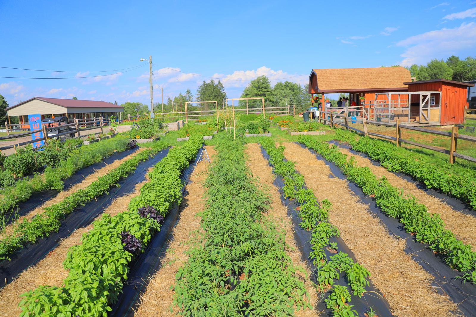 Long rows of basil, tomatoes and peppers stretching toward a small red barn