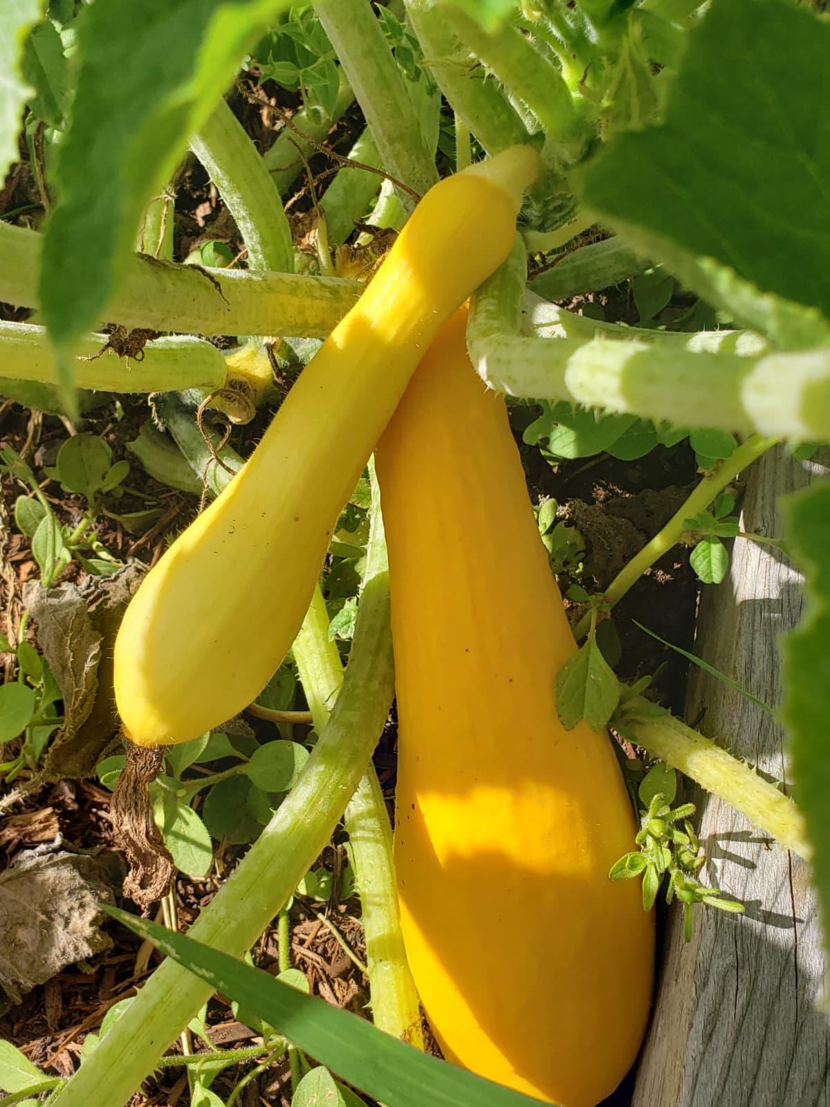 Two bright yellow summer squash growing under broad green leaves
