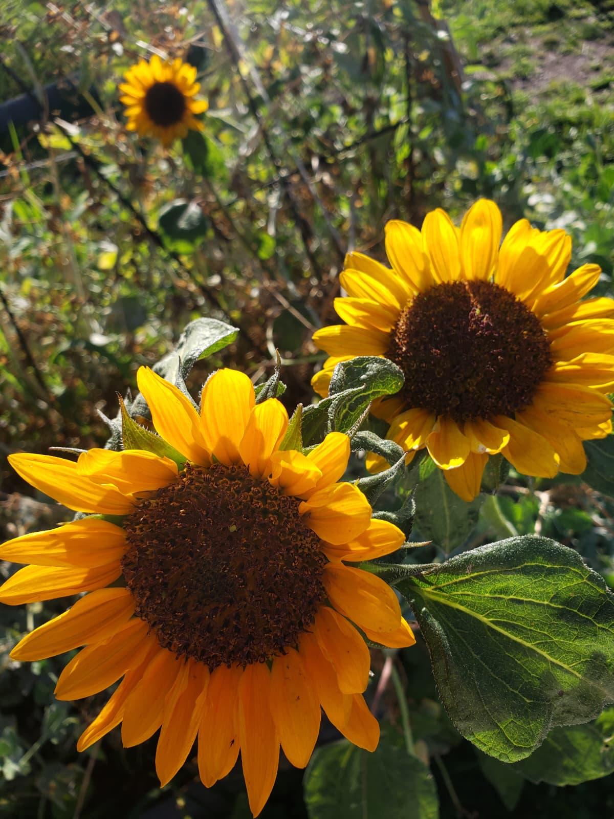 Two bright sunflowers in full bloom on a sunny afternoon