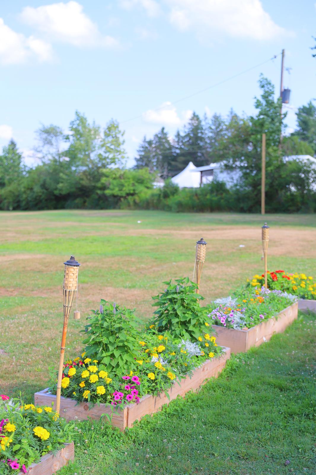 Cedar raised beds full of marigolds, petunias, herbs and beans with bamboo tiki torches
