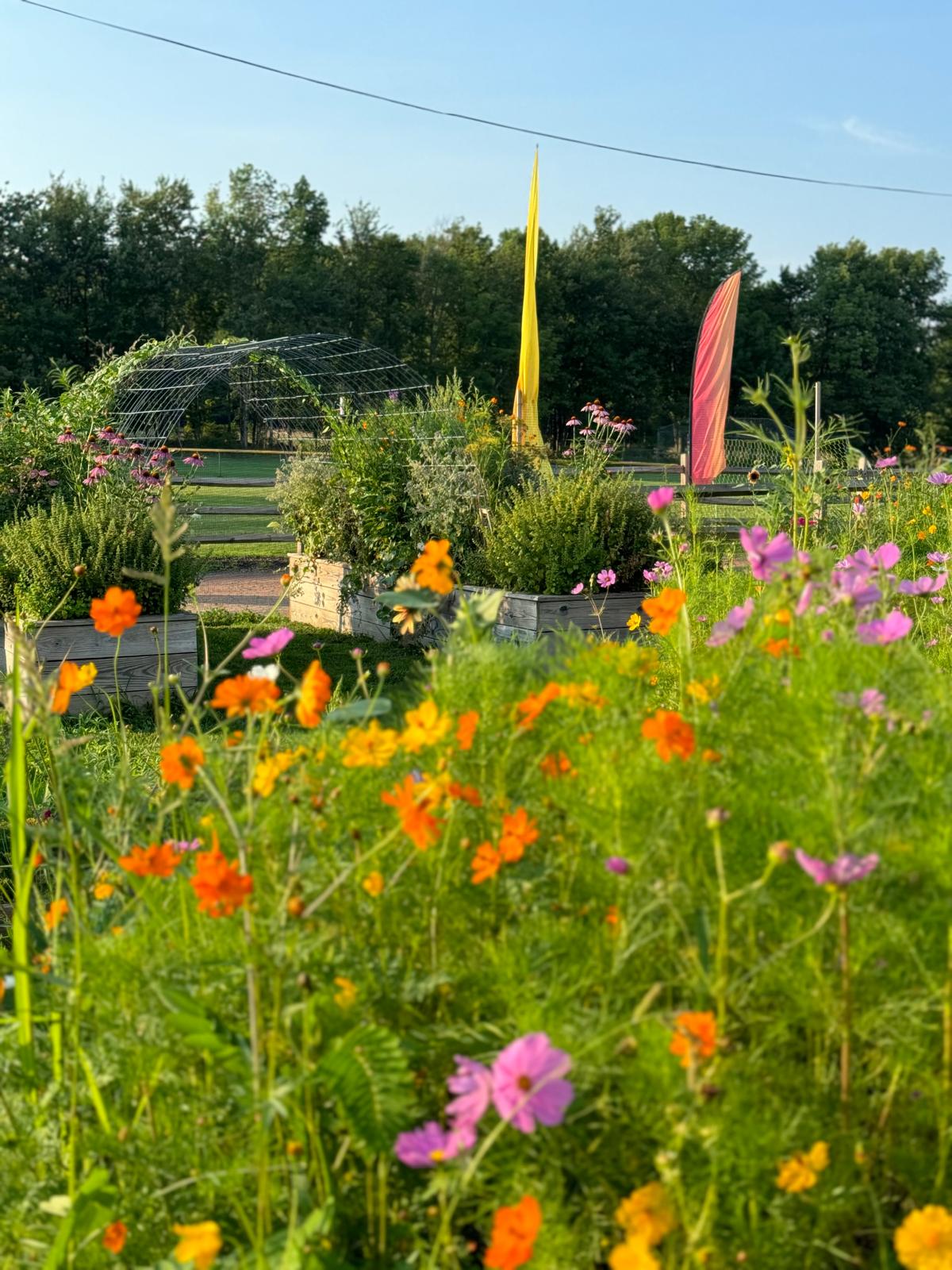 Wildflowers, cosmos and raised garden beds glowing in golden hour sunlight
