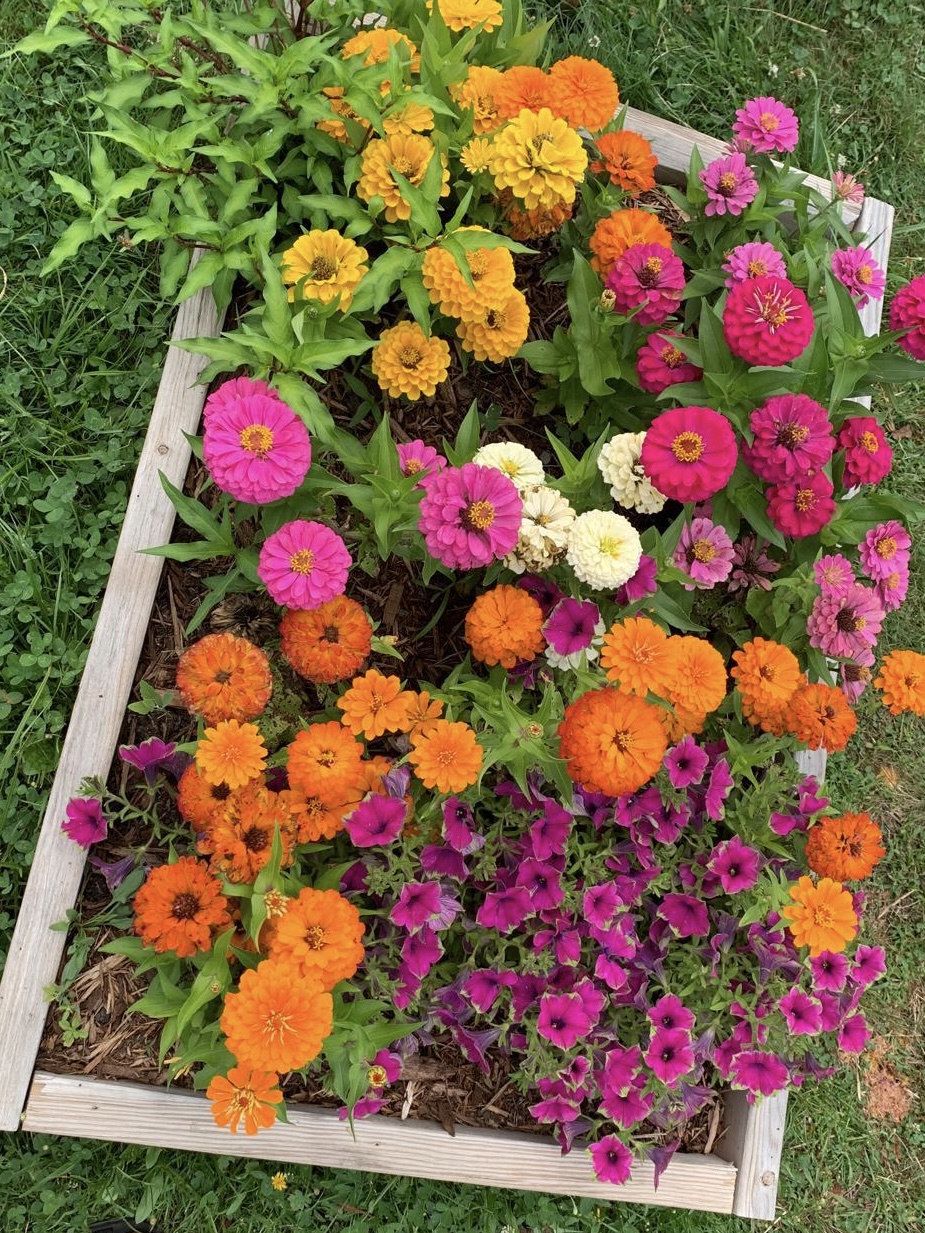 Overhead view of a raised bed packed with bright zinnias and petunias in pink, orange and yellow